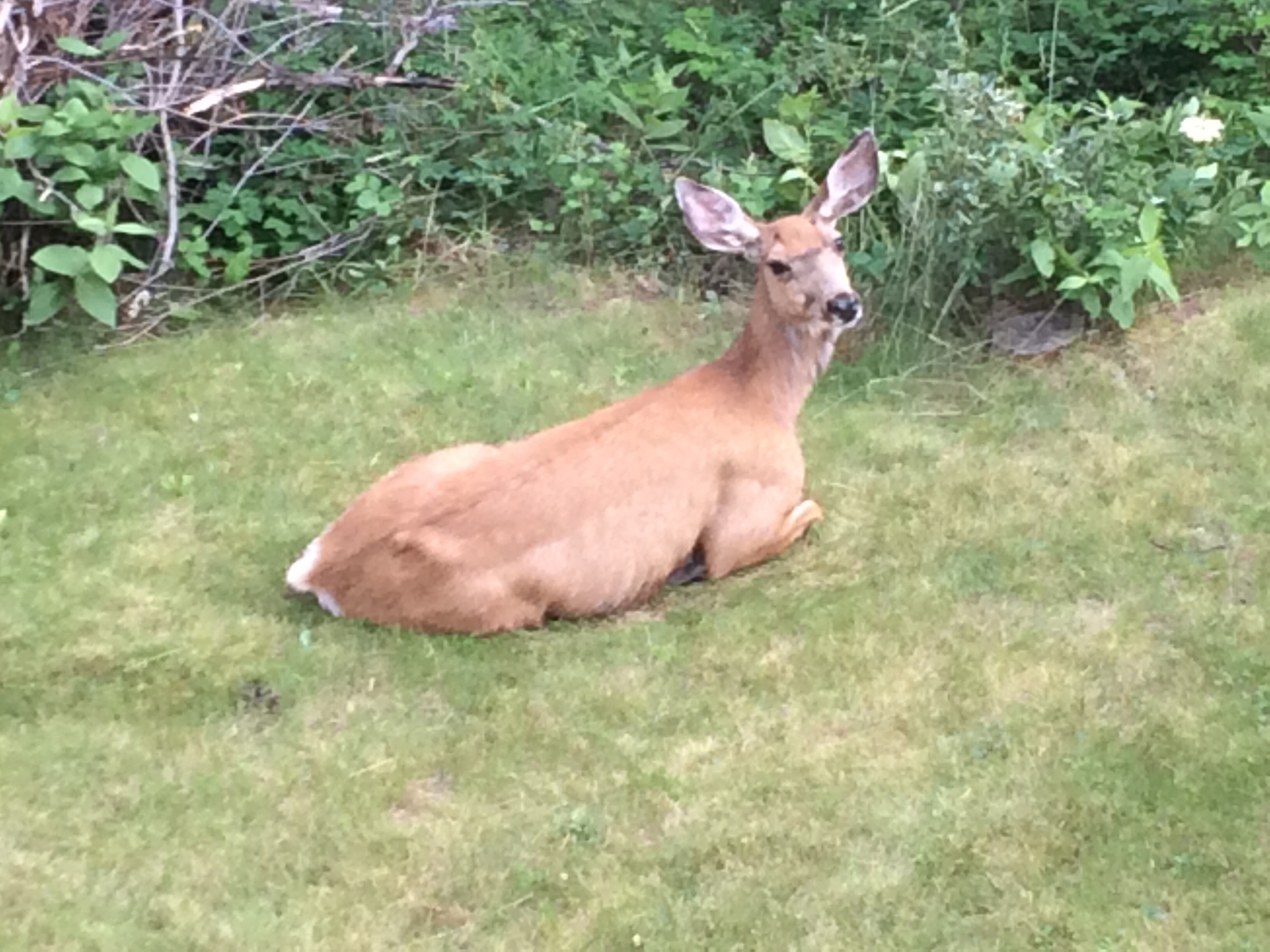 Bambi has settled into our garden. The dogs haven't noticed yet.