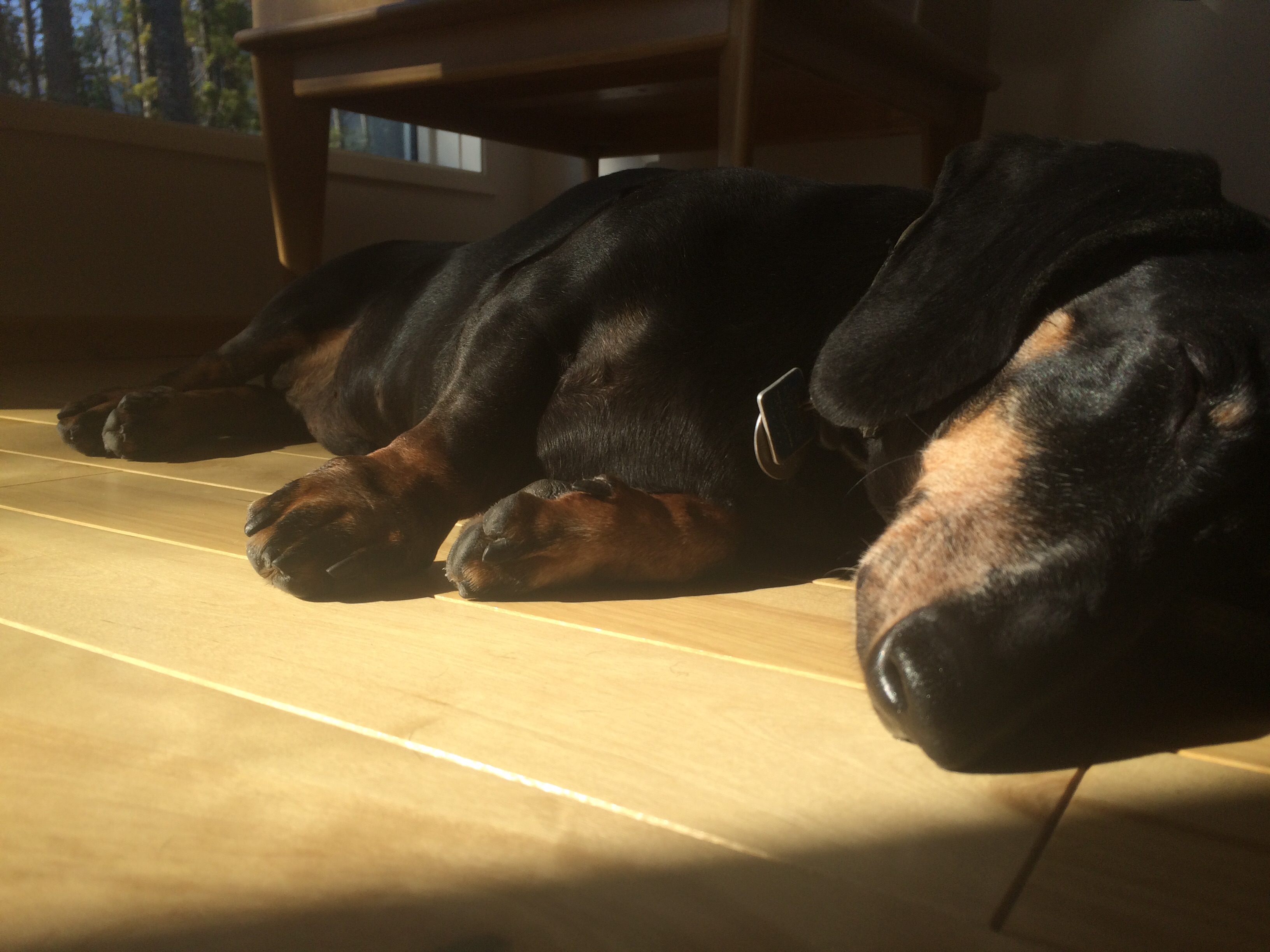 Killer dog napping.