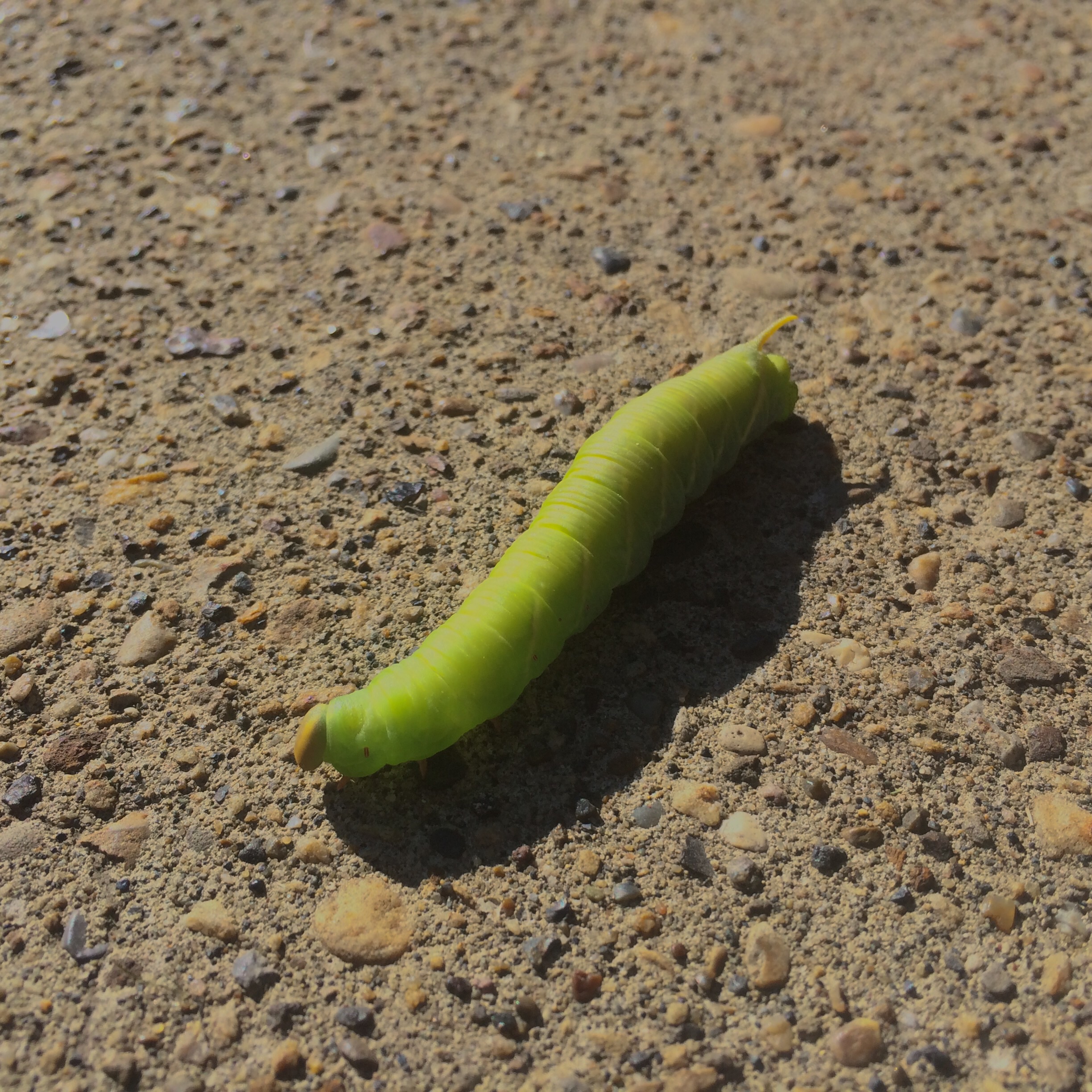 Found this critter on my way to the lab.