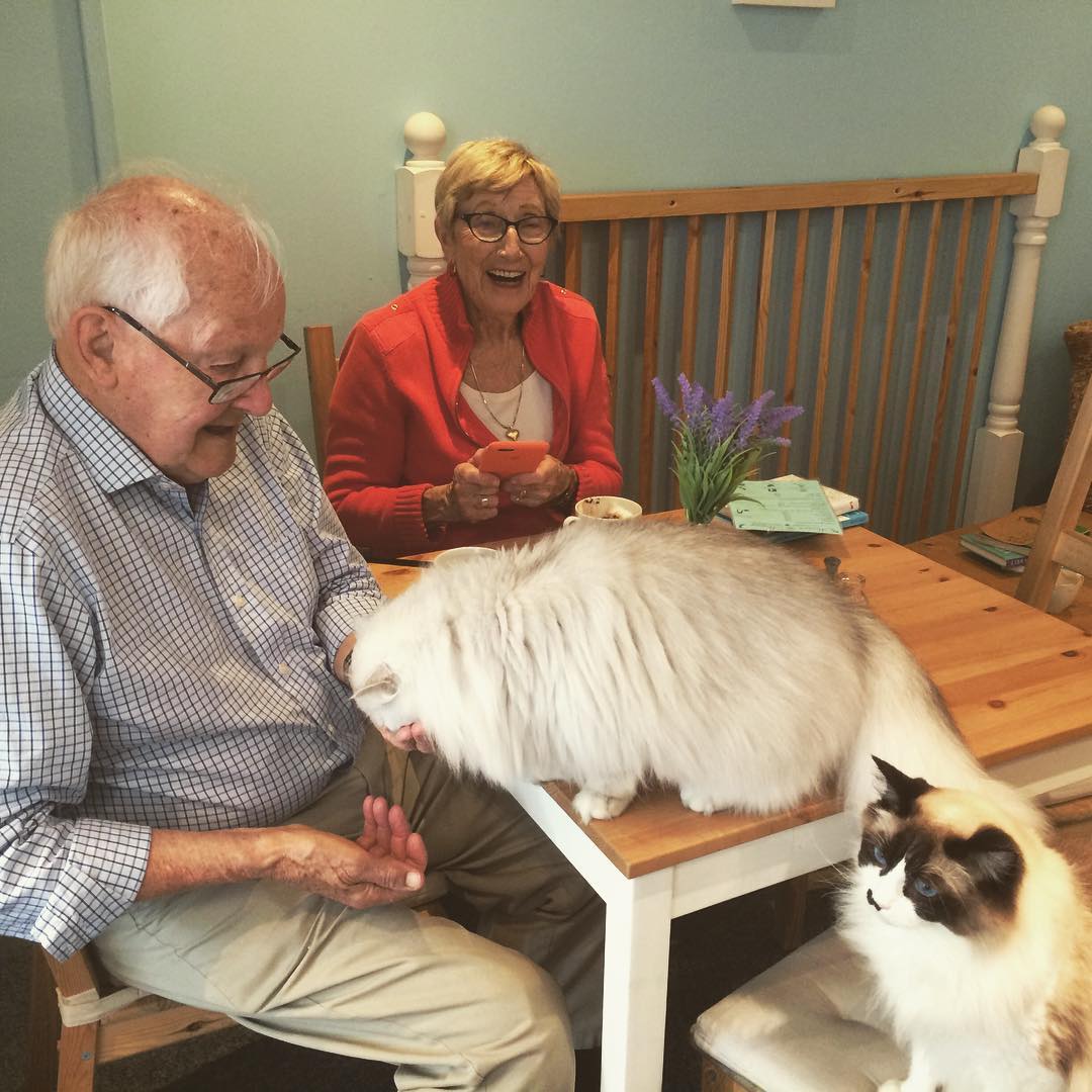 Taking my grandparents to the cat cafe was a success. Seems like a few friends were made. @maisondemoggy