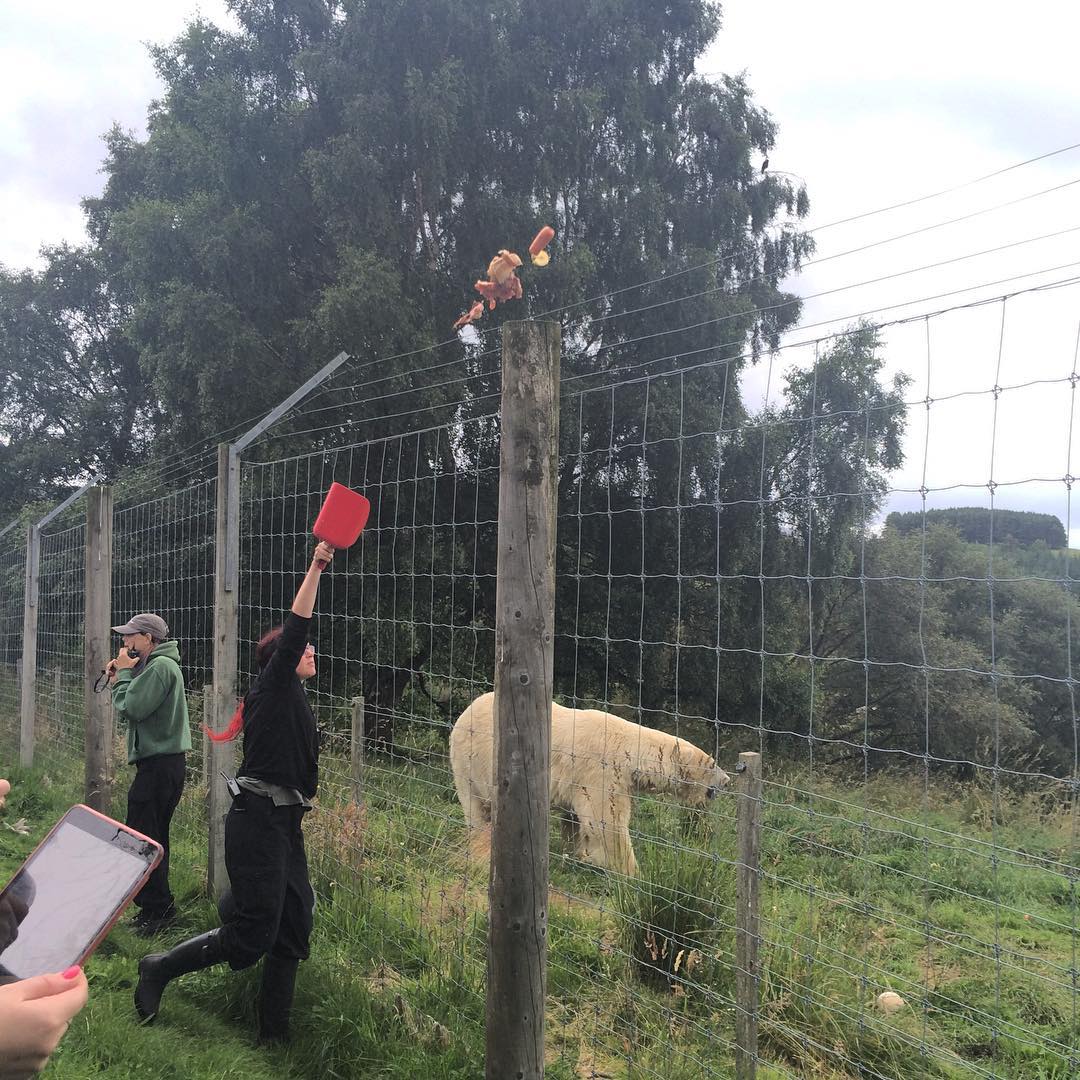 Field trip to the highland wildlife park. The polar bears were eating meatcicles.