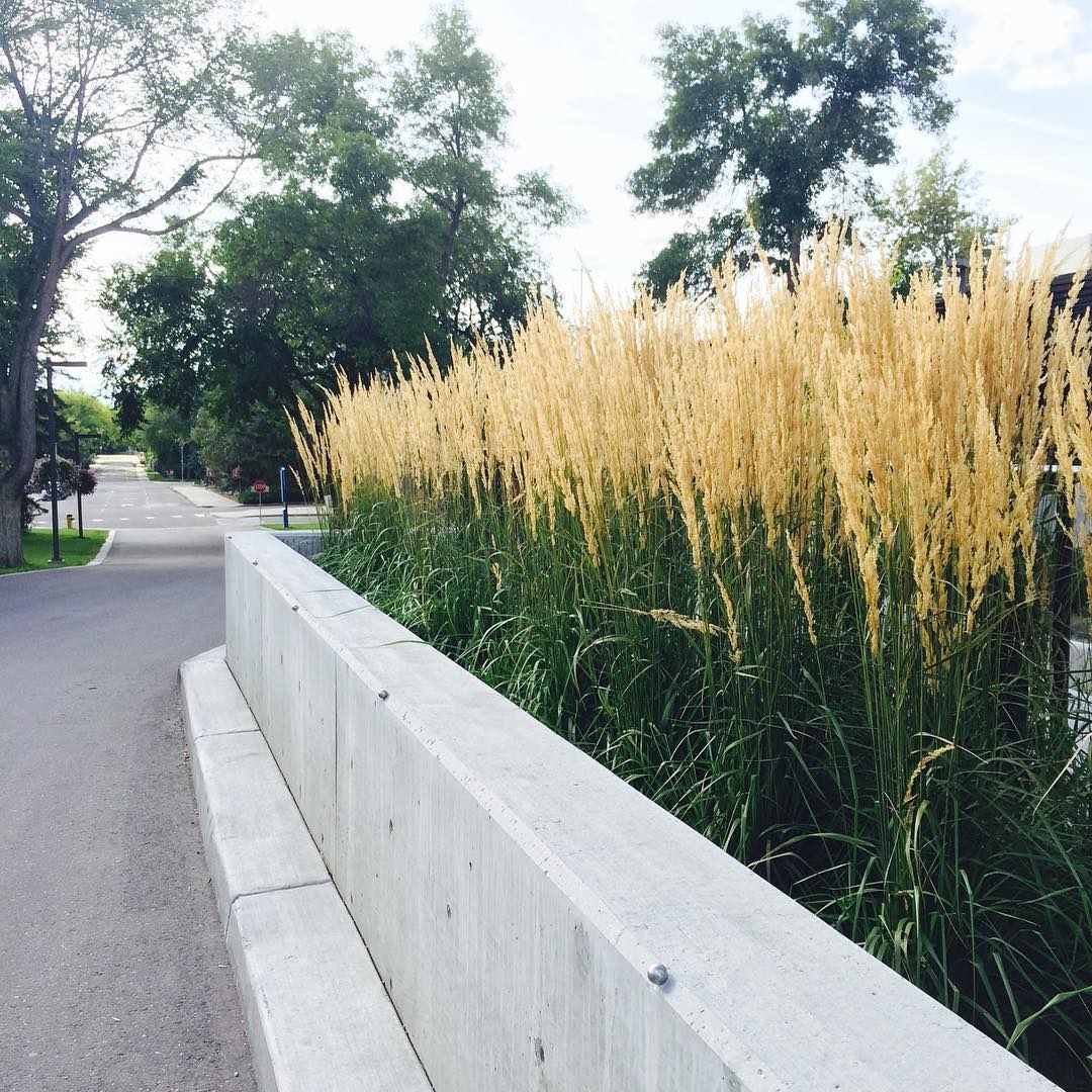 UofA is really good at thematic landscaping. #yeg #alberta
