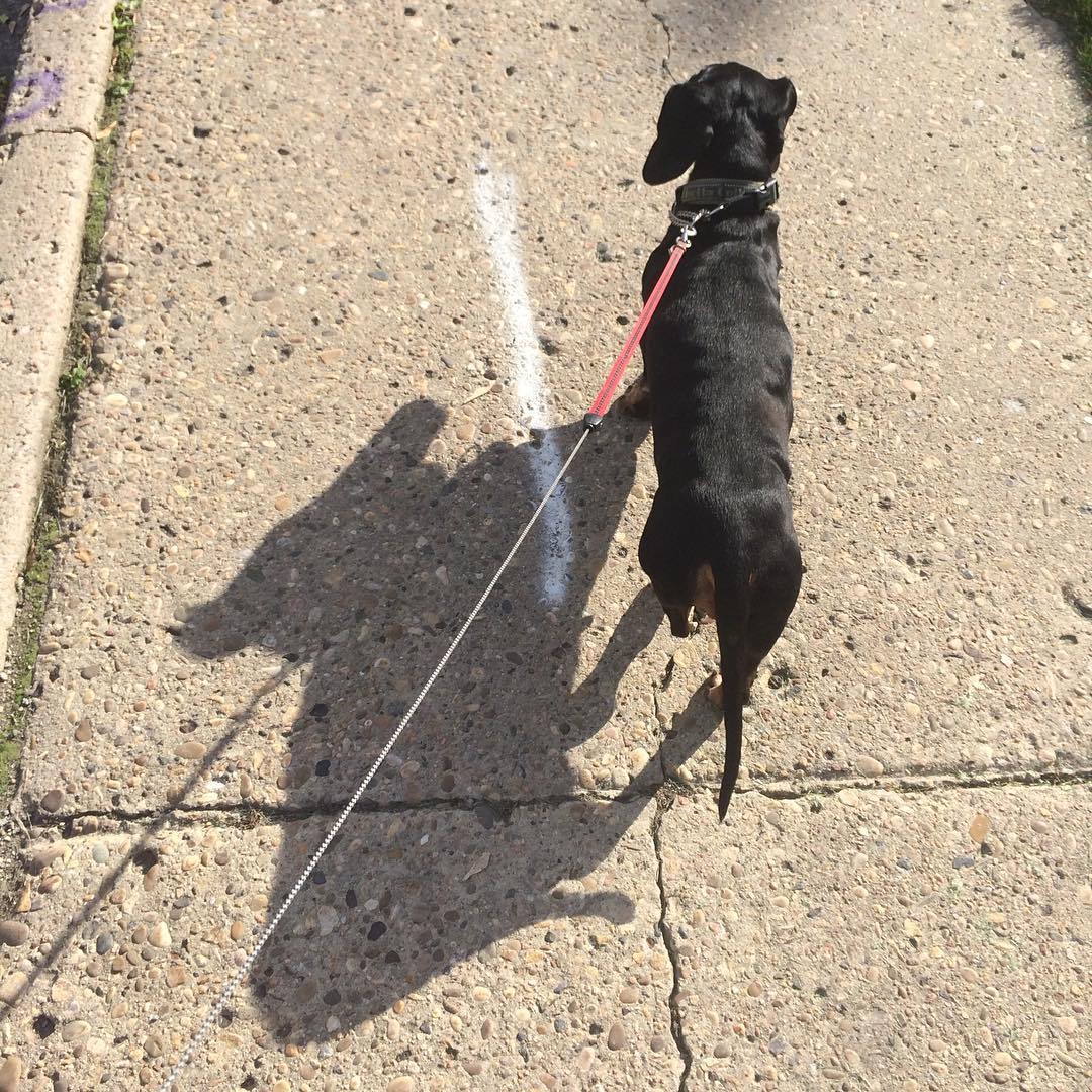 On the prowl with the #doge beast.