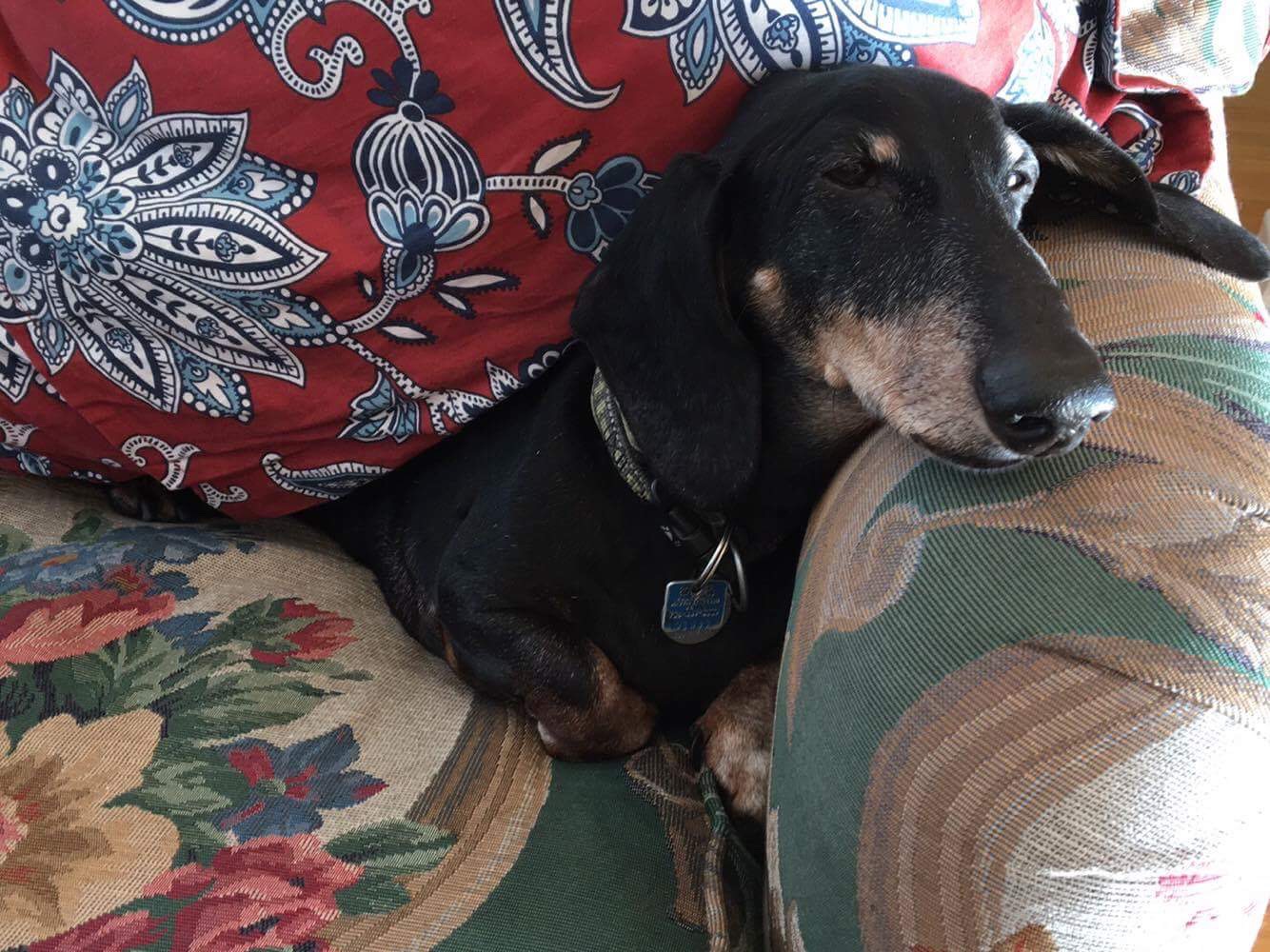 Such a good dog.