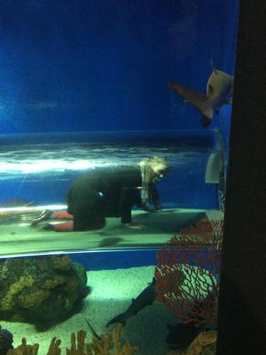 Swimming With the Fishes: Visiting Ripley's Aquarium