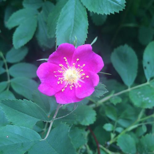 Prairie flower 🌸 #yeg