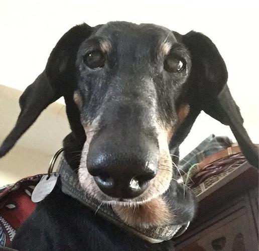 Dog 🐕