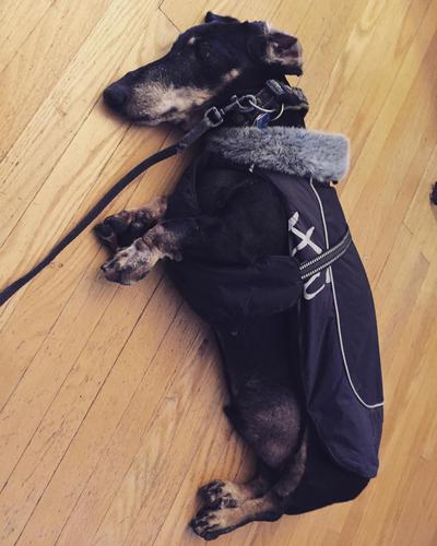 When it’s warmed up a bit, but you still just want to stay inside wrapped in blankets. . . . #dogsofinstagram #dogs...