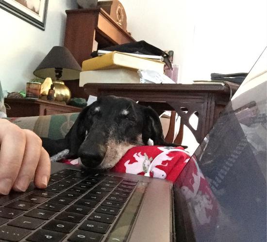 Napping away while I’m coding 🐕