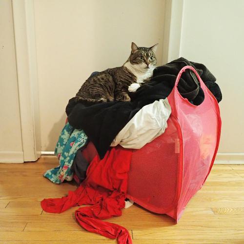 I was in the middle of doing laundry when Akiko decided to make my laundry hamper her new throne. #pet #cat