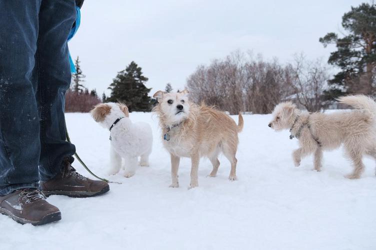 Went for a chilly afternoon walk in Belgravia with my uncle and his dogs. We made a few friends along the way.