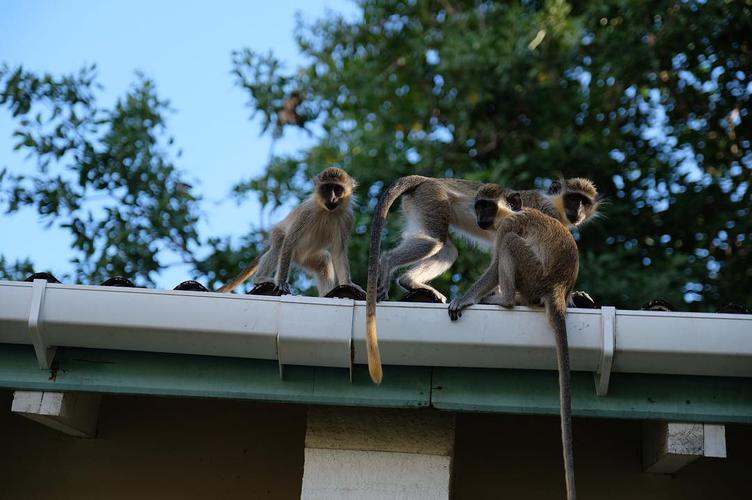 Making more friends 🐒