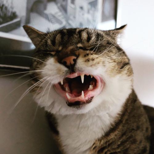 Caught Akiko mid sneeze. She looks a lot more ferocious than normal🐅 #aww #cats #rescue