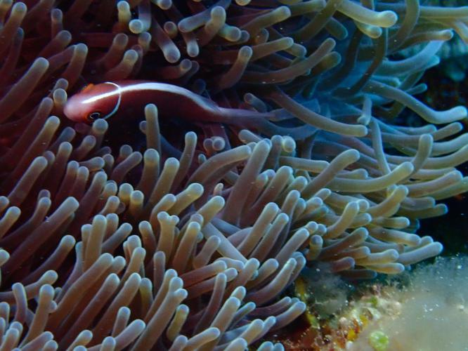 Day 7: Diving in Itoman