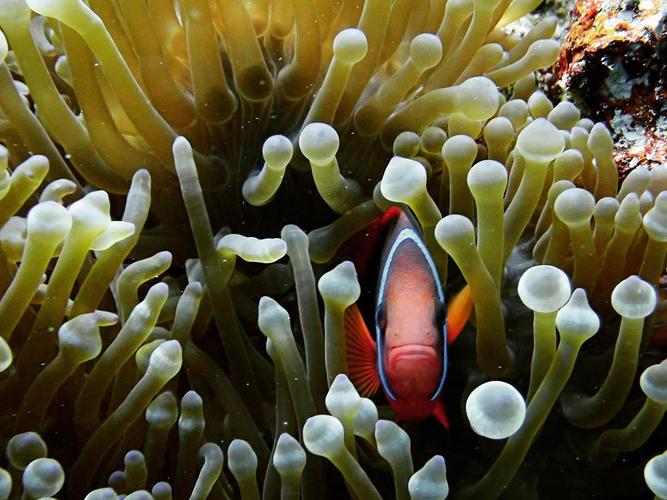 It’s my first day diving in Okinawa! Plenty of fish hiding away in sea anemone 🐟 This is my first time diving in...