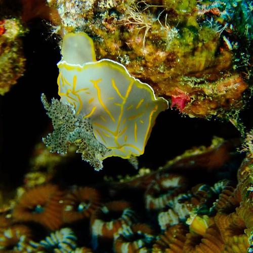 I found this little friend yesterday! A cute little Nudibranch. I love how varied the colours and shapes and sizes...