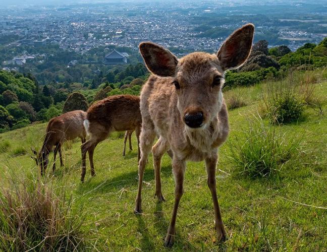 Yesterday I visited Nara and hiked to the top of Mount Wakakusa. The friends I met at the top weren’t just hanging...