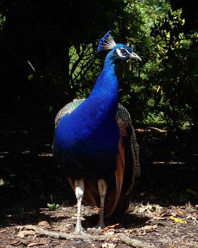 Walked up to beacon hill and made a friend today. They were very willing to participate in a photo shoot—gave me a...