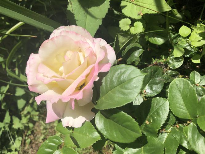 I grew a rose.