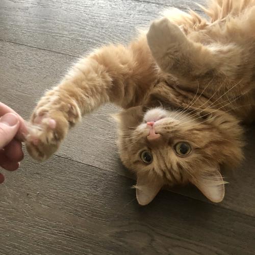 Cat sitting 🪑 🐈