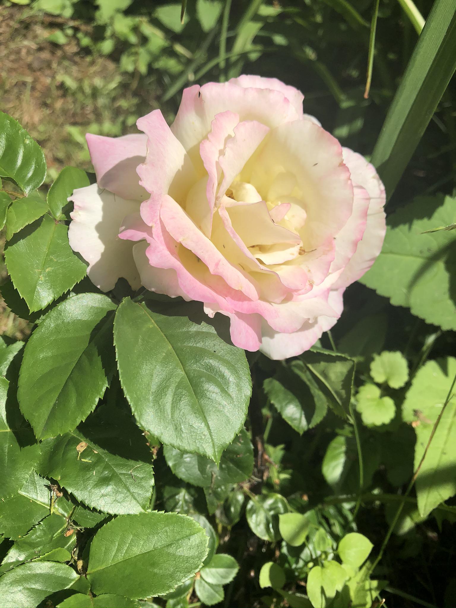 Working on the garden