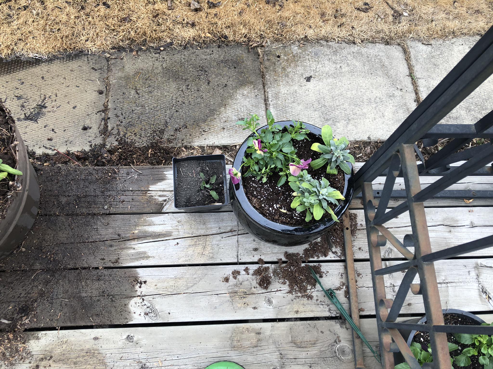 Working on the garden