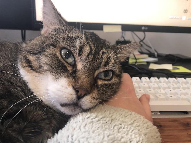 Keybored cat