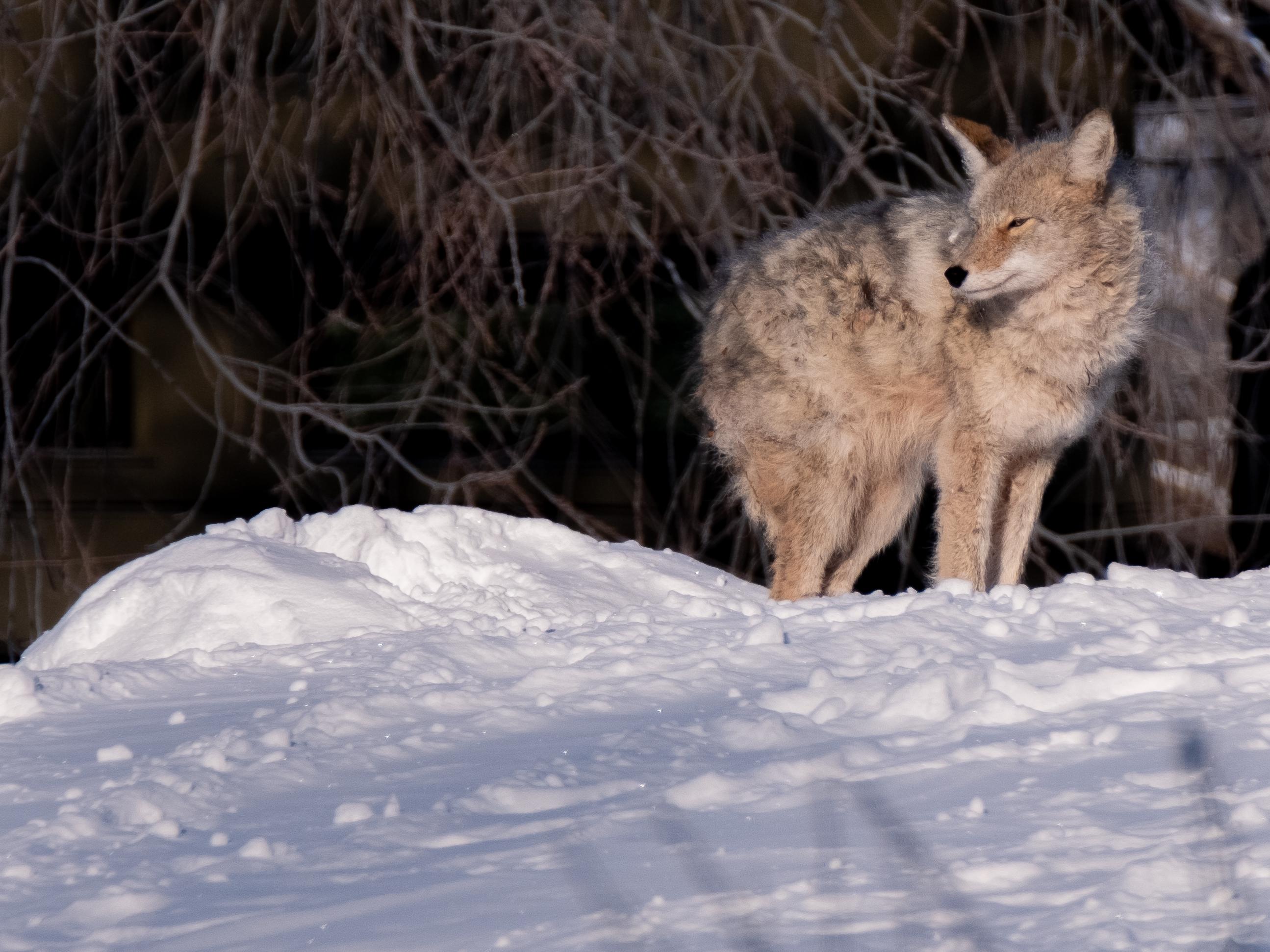 Today, while heading by the Belgravia elementary school, I found a Coyote perched on top of the tobogganing hill....